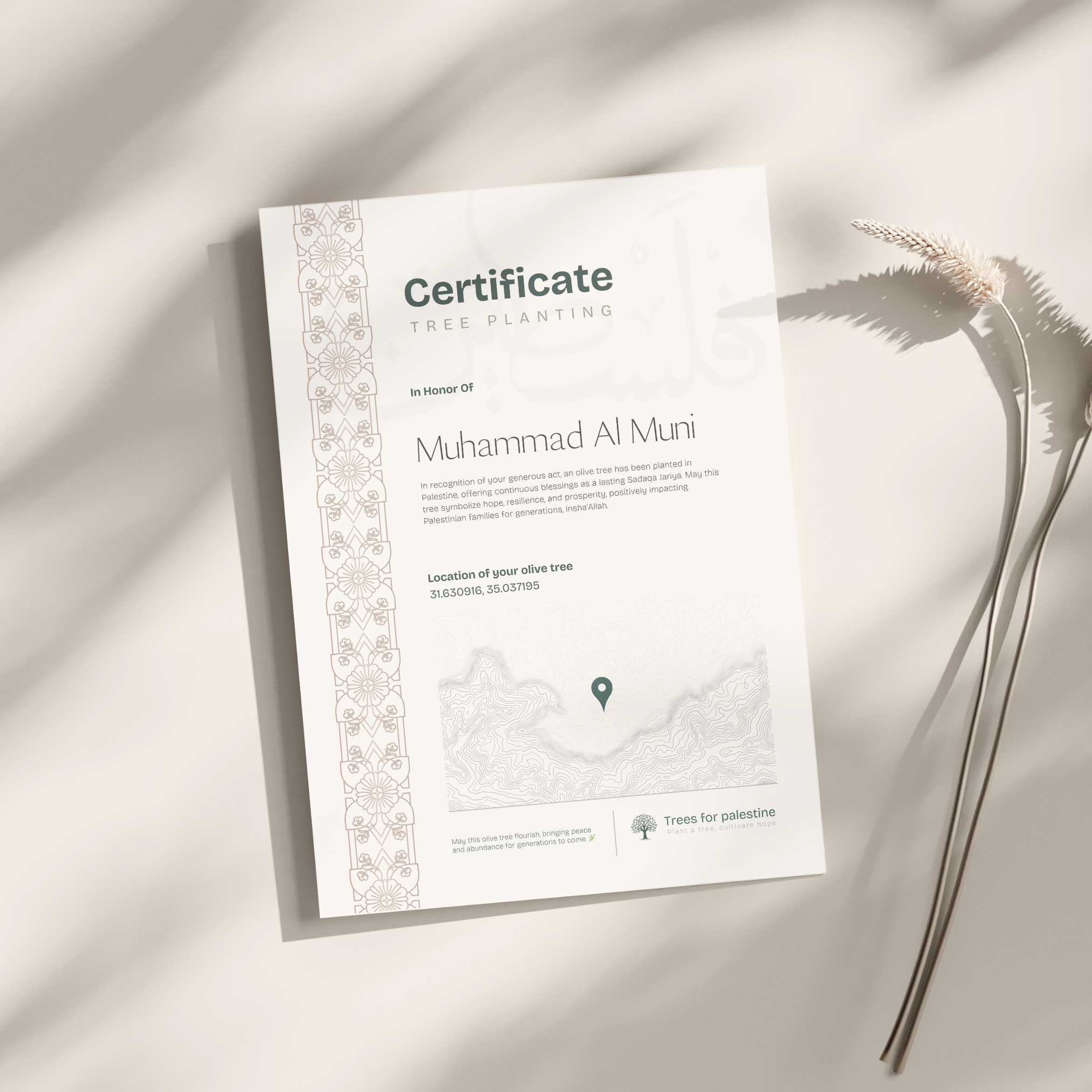 My Olive Tree in Palestine